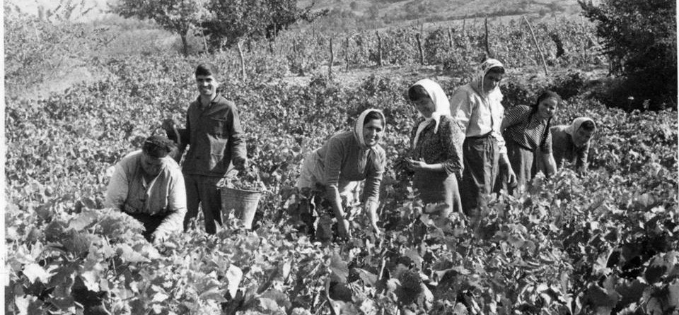 Стари фотографии на Кавадарци-Берба на грозје 1956 и прослава 1977