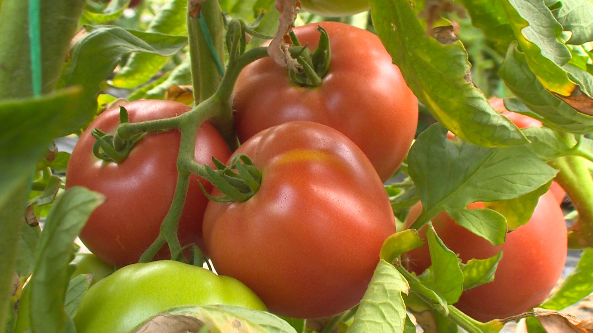 (Видео) Вкусот и мирисот на доматите  на Драги