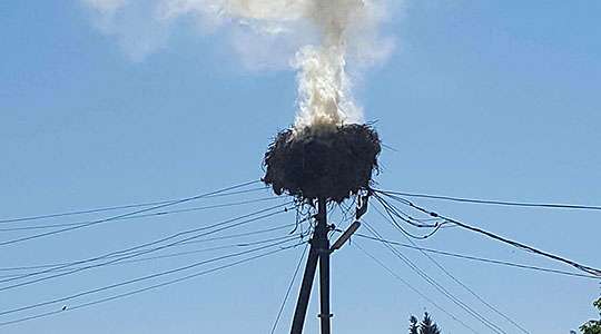 Изгоре гнездо со  пет мали шрткчиња во Сопот