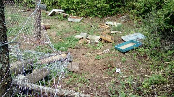 ( Видео) Мечка уништи пчеларник во Бохула