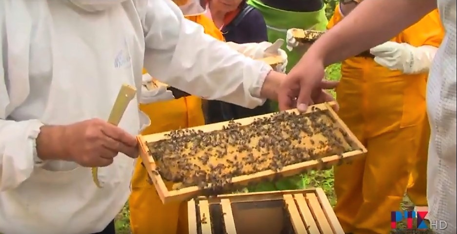 (Видео) Проект „Витач„-Јулска работилница-Потече мед...