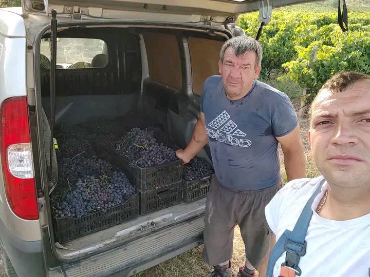 ЗАПОЧНА БЕРБАТА НА ГРОЗЈЕ ВО ТИКВЕШИЈАТА  ВО 2025 ВО ТИКВЕШИЈАТА...Блаже со синовите...